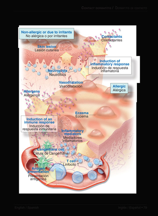 Minidiccionario Dermatología - 2