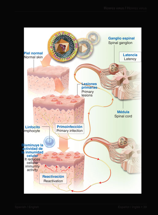 Minidiccionario Dermatología - 3