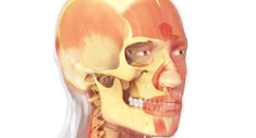 Aplicación iPhone y iPad Miniatlas Anatomía