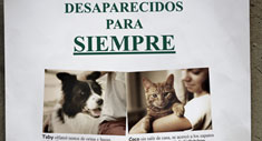 Desaparecidos para siempre