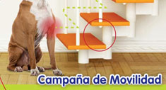 Campaña de Movilidad