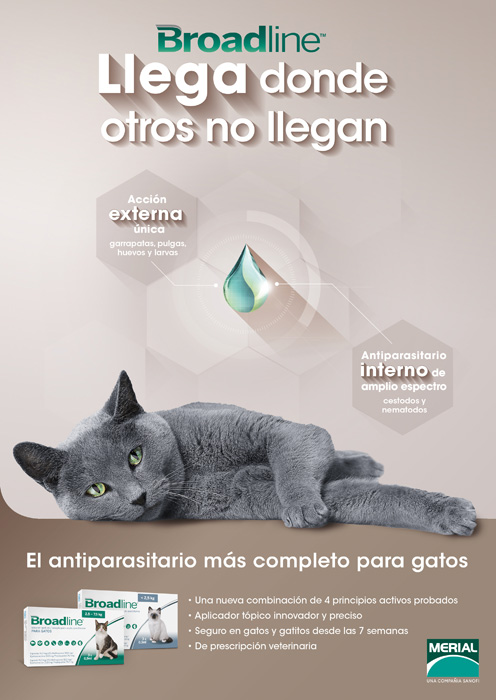 Gato - 1