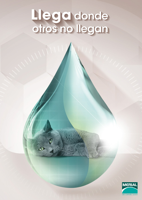 Gato - 2