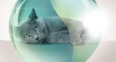 Gato
