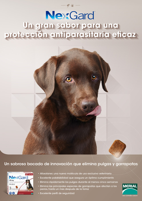 Perro - 1