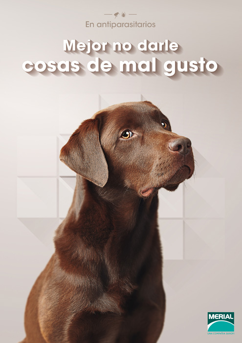 Perro - 2