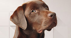 Perro