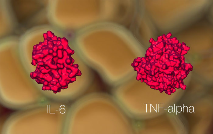 Vídeo 3D -Lipoinflamación - 3