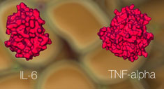 Vídeo 3D -Lipoinflamación