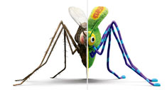 Mosquito