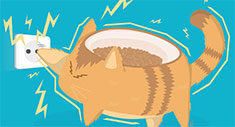 7 vidas tiene un gato si lo alimentas bien
