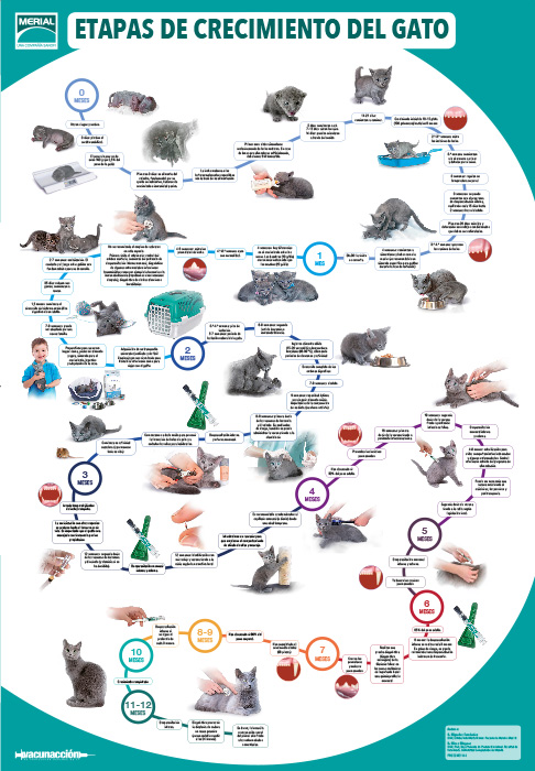 Etapas de crecimiento del cachorro y del gato - 1