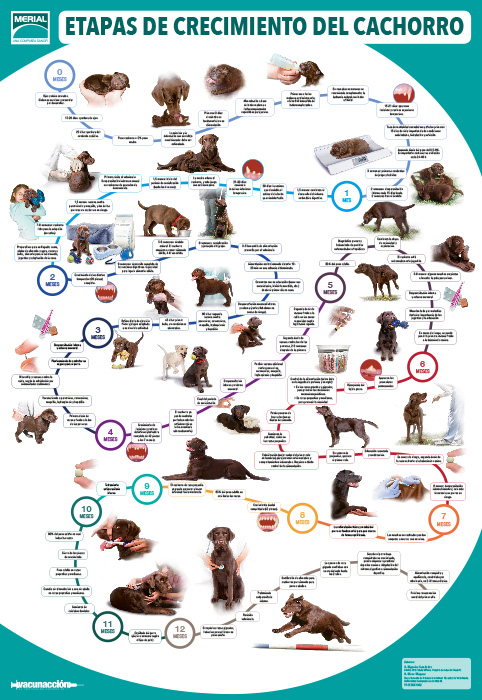 Etapas de crecimiento del cachorro y del gato - 2