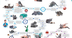 Etapas de crecimiento del cachorro y del gato