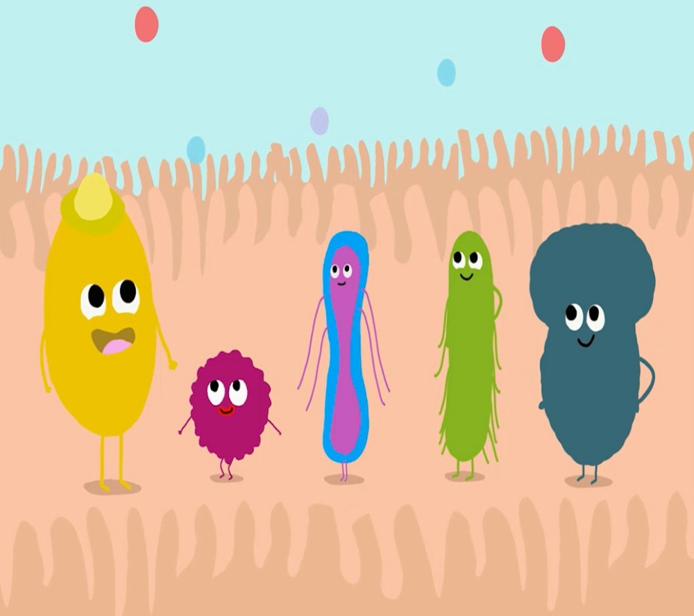 La microbiota intestinal y el uso de antibióticos - 3