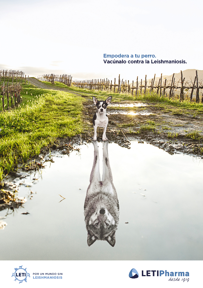 Empodera a tu perro - 4