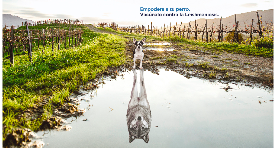 Empodera a tu perro