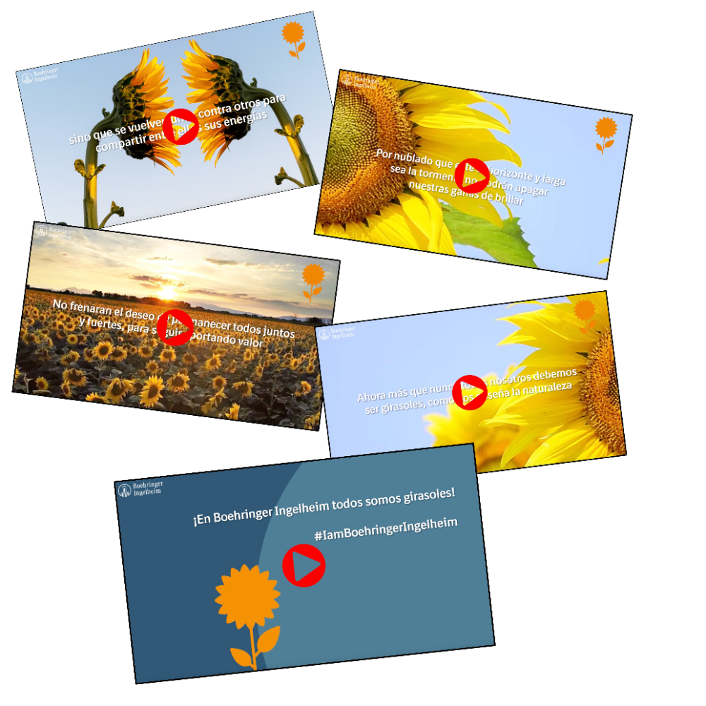 Girasoles - 6
