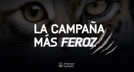 Lanzamiento Nexgard® COMBO