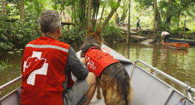 Dogs Without Borders