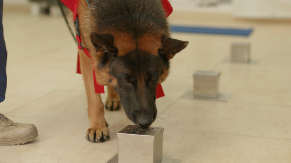 Dogs Without Borders - 8