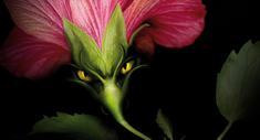 Flor