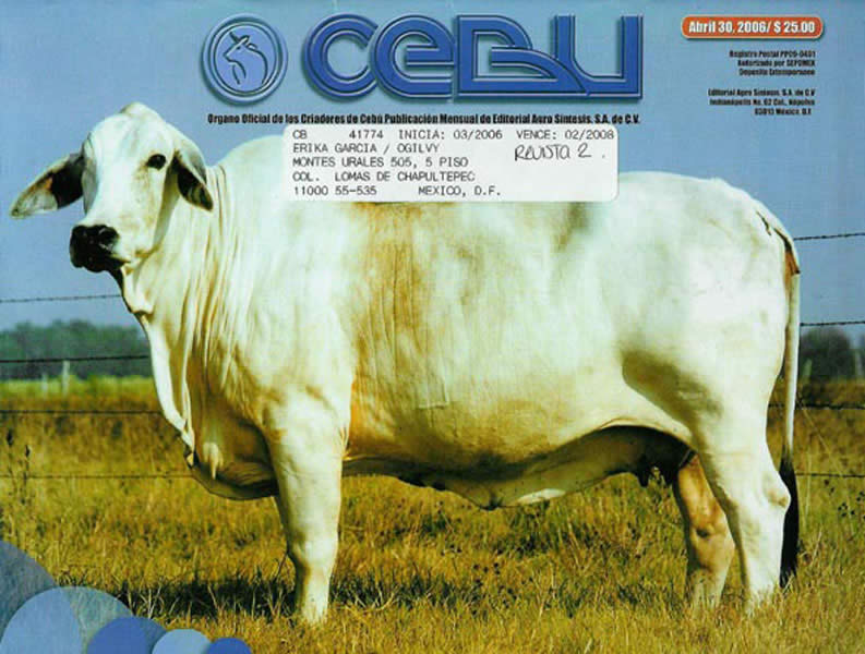 Especialistas en reproducción bovina - 1
