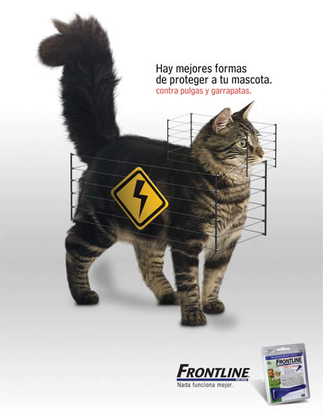 Perros y Gatos - 1