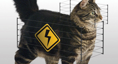 Perros y Gatos