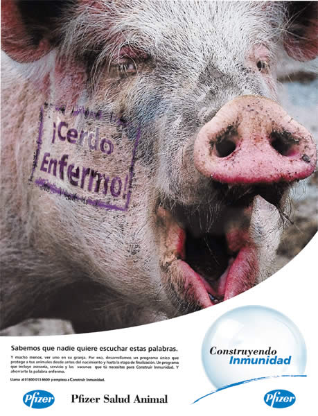 Cerdo enfermo - 1