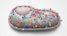 Zapato