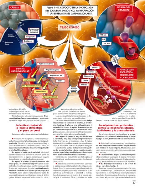 Cardiología de los años 2000 - 4