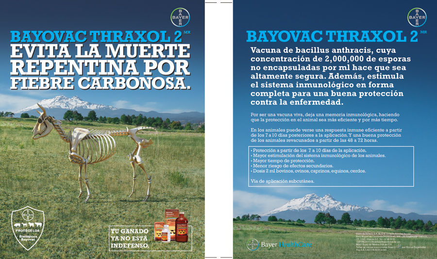 Vaca karateca - 1