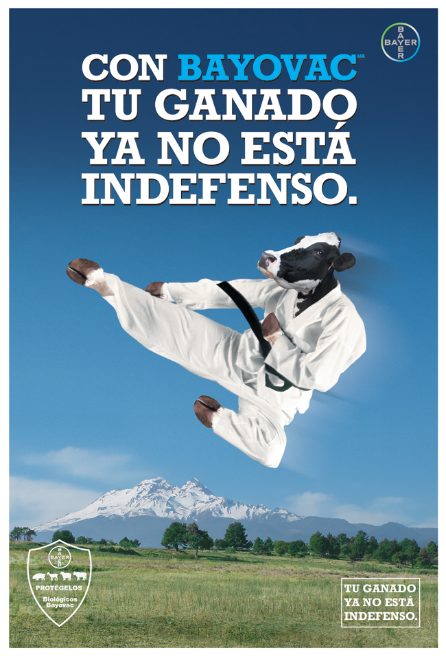 Vaca karateca - 2