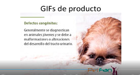 Social Media PetFan