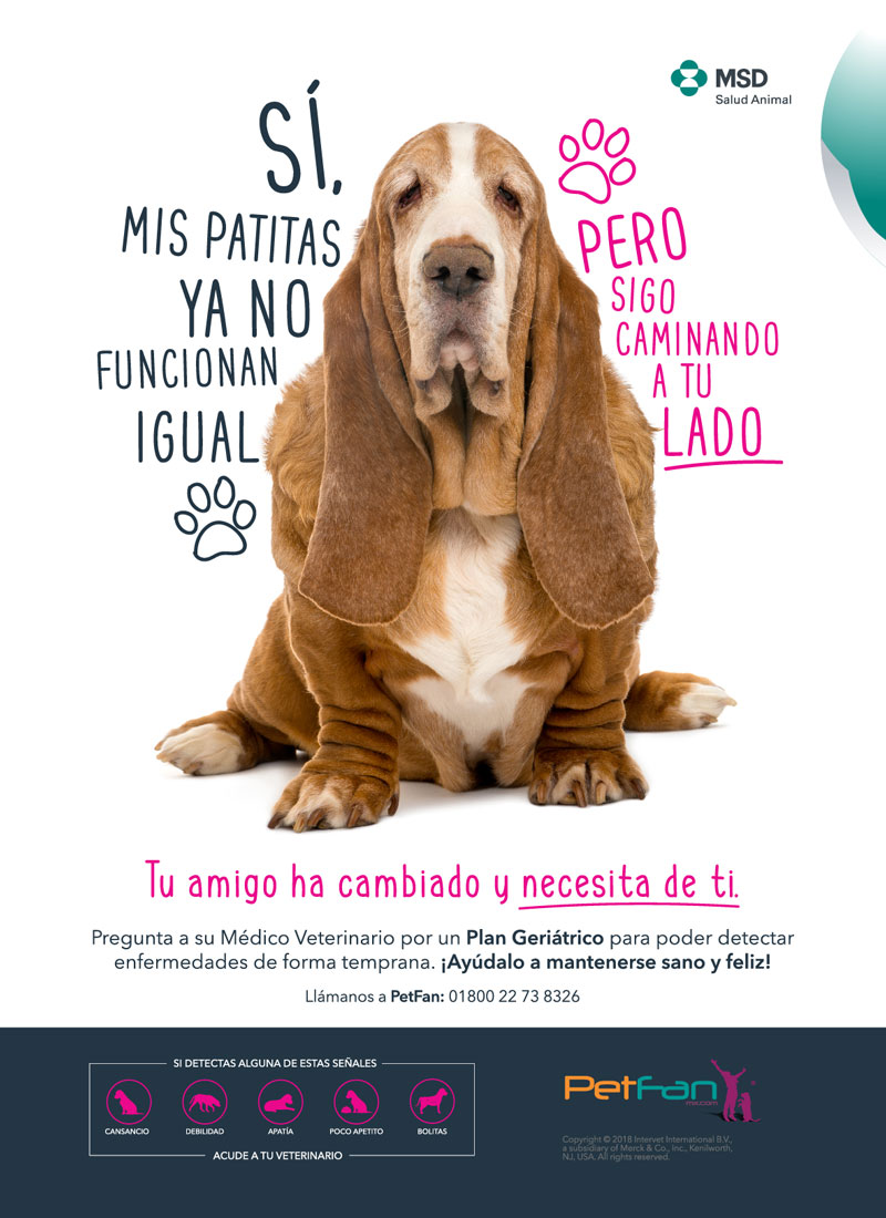 Patitas - 2