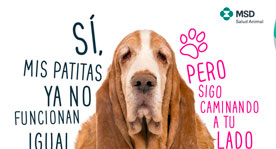 Patitas