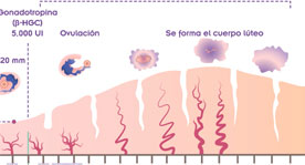 Calendario Moments