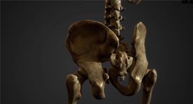 Osteoporassic Experience